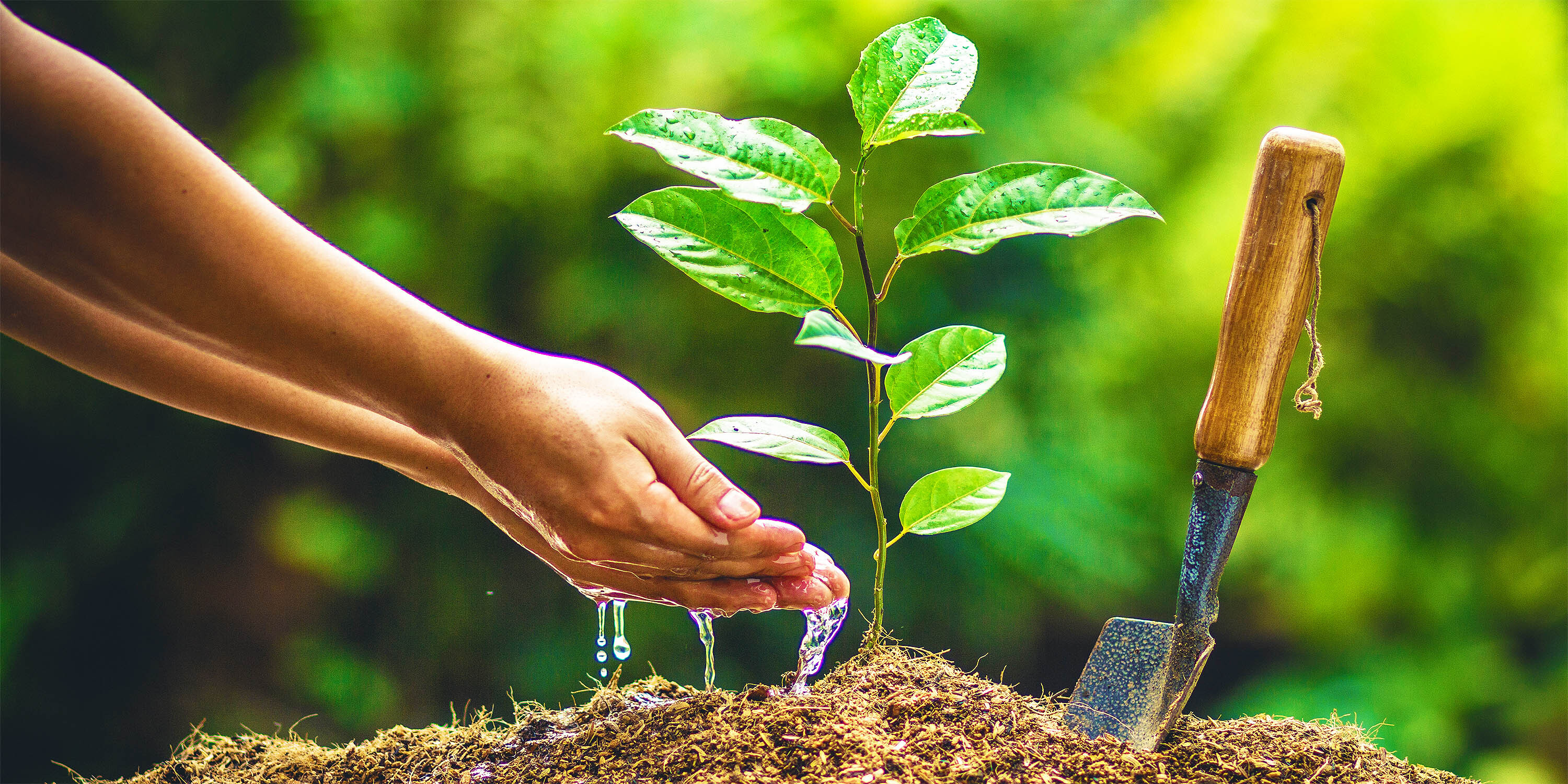 Planting trees